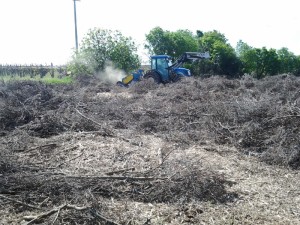 RISANAMENTO DI LAME, FORESTE E MACCHIE MEDITERRANEE CON OPERE DI INGEGNERIA NATURALISTICA