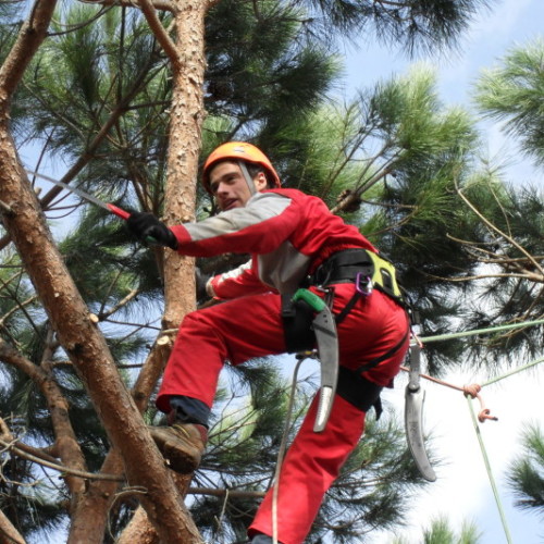 1.Tree climbing Casamassima