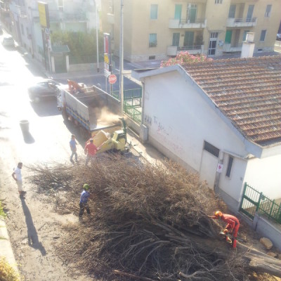 Abbattimento alberi alto fusto Bari