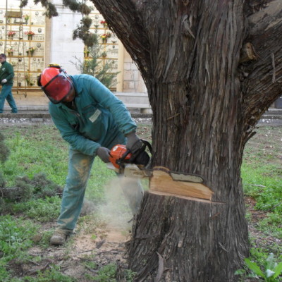 Abbattimento alberi controllato