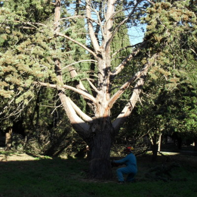 Abbattimento alberi secolari