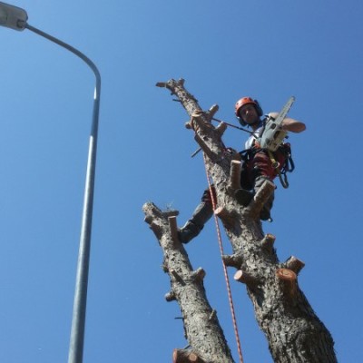 Abbattimento in tree climbing