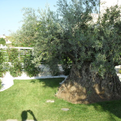 Giardino con ulivo Bari