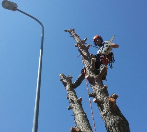 Potatura alberi ad alto fusto Bari 2