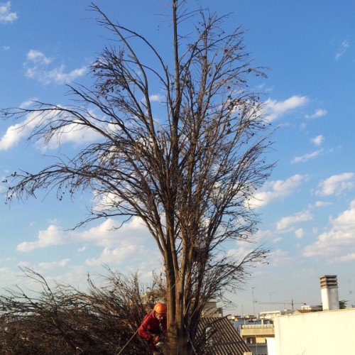 Potatura alberi ad alto fusto Bari