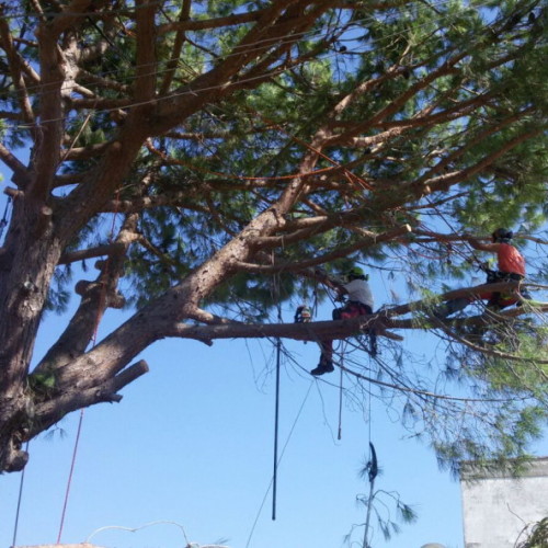 Potatura in tree climbing