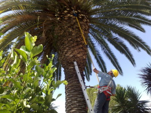 INTERVENTI DI ARBORICOLTURA URBANA