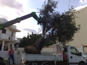 TRAPIANTI DI ALBERI SECOLARI