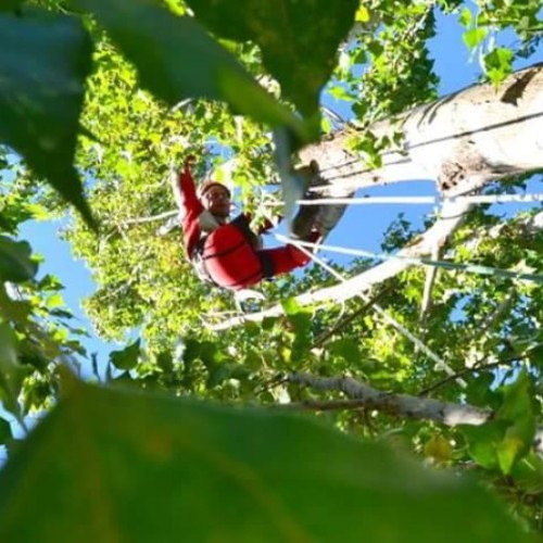 tree climbing