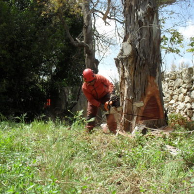 Abbattimento Controllato Alberi - Casamassima Bari (1)