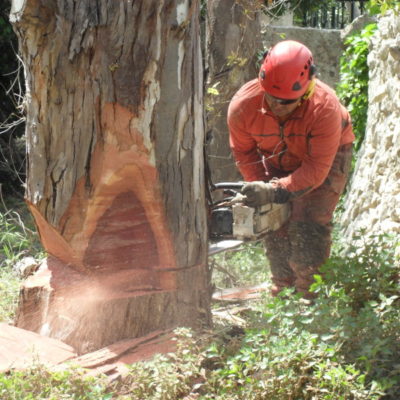 Abbattimento Controllato Alberi - Casamassima Bari (2)