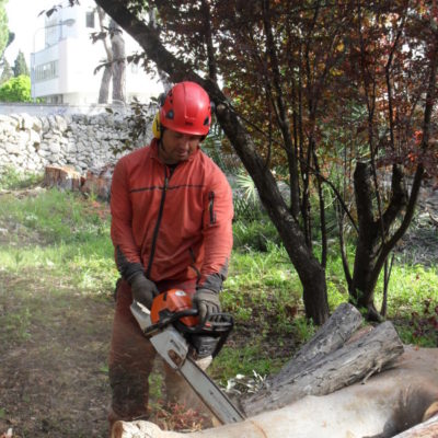 Abbattimento Controllato Alberi - Casamassima Bari (3)