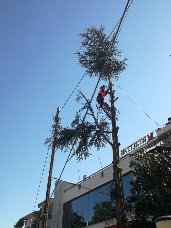 Tree Climbing A Bari E Provincia Giardiniere Berardino Casamassima