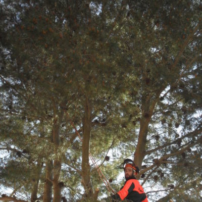 Tree Climbing - Casamassima Bari (2)