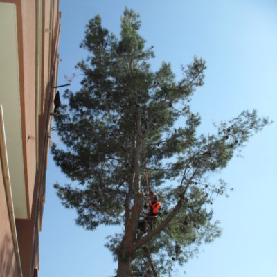 Tree Climbing - Casamassima Bari (3)