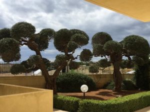 POTATURA ALBERI DI ULIVO RAMIFICATO A PALLA